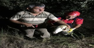 Kuyuya Düşen Kurbanlık Koyunu İtfaiye Kurtardı