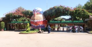 Droneli Kurbanlık Yakalama Timinden Tatbikat