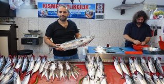 Mezgitin Fiyatı Bir Türlü Düşmüyor