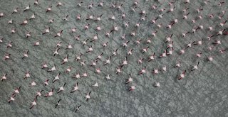 Burdurun Yarışlı Gölü, 141 Tür Kuş Türüne Ev Sahipli Yapıyor