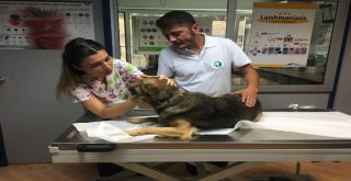 (Özel Haber) Yüzü Kimyasal Maddeyle Yakıldığı İddia Edilen Köpek İstanbula Getirildi