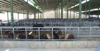 Bu Kurbanlık Pazarı Hem Alıcıları Hem De Satıcıları Memnun Ediyor