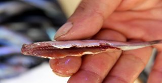 Karadenizde Ağustos Ayında Hamsi Çıktı