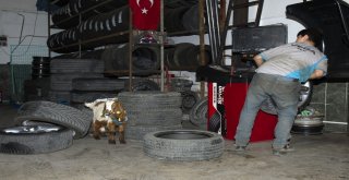 (Özel Haber) Biberonla Beslenen Oğlak Oto Sanayinin Maskotu Oldu