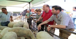 Efelerde Kurban Kesim Yerleri Belirlendi