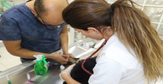 Ölmek Üzere Olan Köpek Vatandaşların Duyarlılığı Sayesinde Kurtarıldı