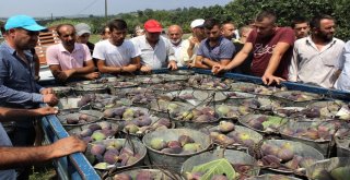 Dünyaca Ünlü Meyveye İhracat Yasağı