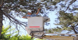 Yuvasından Düşen Yavru Kuşa Polis Şefkati