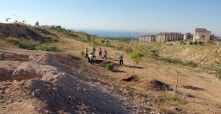 Van Büyükşehir İskele Caddesindeki Ağaçları Kent Ormanına Taşıyor