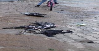 Afyonkarahisarda Sel Felaketi Hayatı Felç Etti