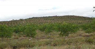 Dağı Taşı Ceviz Fidanı İle Doldurdu