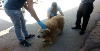 Yaralı Köpeğe Esnaf Sahip Çıktı, Veteriner Tedavisini Yaptı