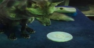 Çeşmeli Kaptan Yabani Tilki Osiyi Elleriyle Besliyor