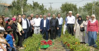 Kapya Biber Hasadı Tarla Günü
