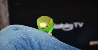 (Özel Haber) Çapkın, Başkanlık Sistemine Ayak Uydurdu