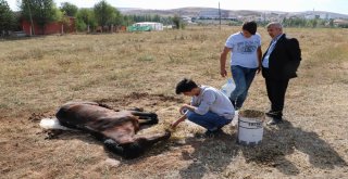 Ayağı Kırık Ata Çocuklar Sahip Çıktı