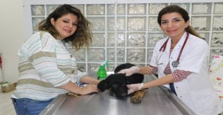Ölmek Üzere Olan Köpek Vatandaşların Duyarlılığı Sayesinde Kurtarıldı