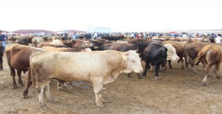 25 Bin Liralık Simental Dana Alana Biri Hediye