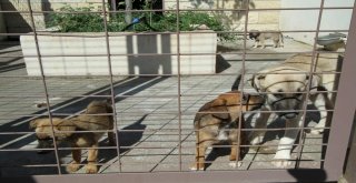 Sokak Hayvanları Bu Bakım Evinde Otel Konforunda Hizmet Görüyor