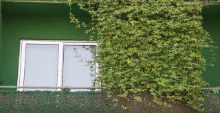 Dört Bir Yanı Sarmaşıklarla Kaplı Türkiyenin Tek Yeşil Apartmanı Adanada