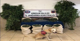 Jandarmadan Uyuşturucu Tacirlerine Şafak Baskını
