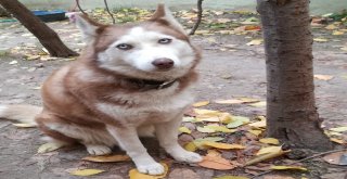 Çeliki Bulan Bin Liranın Sahibi Olacak