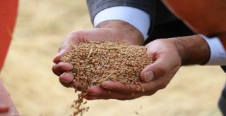 2 Bin Yıllık Ata Tohumu Buğday Verdi