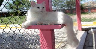 (Özel) Vanda Yüzücü Kediler Yetiştirilecek