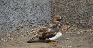 Yaralı Tavşancıl Kuşu, Rehabilitasyon Merkezine Sevk Edildi