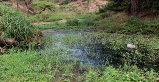 Hatayda Vatandaşların Dereye Akan Kanalizasyon Lağım Suyu Tepkisi