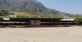Manisa Hayvan Pazarında Padoklar Boş Kaldı