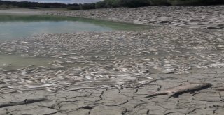 Günyüzü Barajı Kurudu, Balıklar Karaya Vurdu