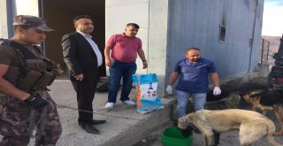 Hakkaride ‘4 Ekim Hayvanları Korumu Günü Etkinlikleri