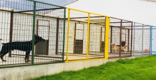Eskişehirde Köpek Oteli Ve Çiftliği