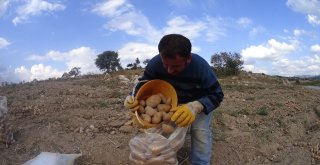 Kışlık Patates Tarladan Yola Çıktı