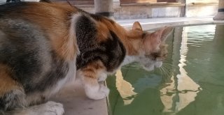 Sıcak Hava Hayvanları Da Etkiledi