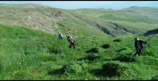 Doğu Anadoluda Asırlık Tırpan Geleneği Yaşatılmaya Devam Ediliyor