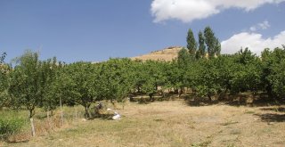 2400 Rakımlı Başkalede Fındık Ağaçlarından Ürün Aldı