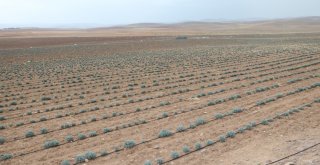 Lavanta Üreticinin Yüzünü Güldürdü