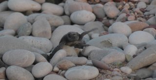 Caretta Carettalar Denizle Buluştu