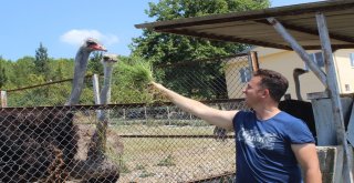 1,5 Ayda Yumurtadan Çıkıyor, Tanesi 500 Liradan Alıcı Buluyor