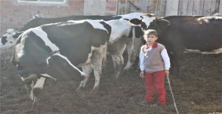 Bursada Ayılar 11 İneği Parçalayıp Toprağa Gömdü