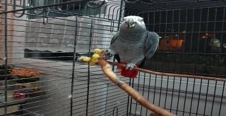 Kaybolan Papağanlarını Bulana Para Ödülü