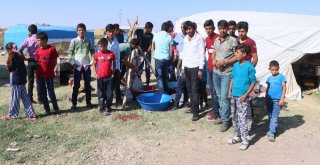 (Özel Haber) Urfalı Tarım İşçilerinin Çadırda Kurban Kesimi