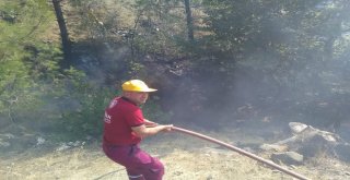 Hatayda Orman Yangını