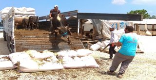 Kurban Pazarının Kralları Rekor Fiyattan Alıcı Buluyor