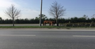(Özel) İpini Koparan Atlar Trafikte Tehlike Saçtı