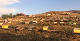 Bayburtlu Arıcıların “Ballı” Mesaisi