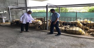 Bayrampaşada Kurbanlıklar Denetim Altında