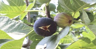 Dünyaca Ünlü Meyveye İhracat Yasağı